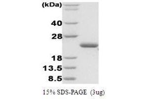 Figure annotation denotes ug of protein loaded and % gel used. (ASPSCR1 Protéine)