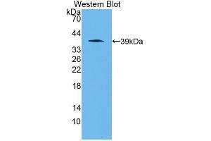 Western blot analysis of the recombinant protein. (Apelin anticorps  (AA 23-77))