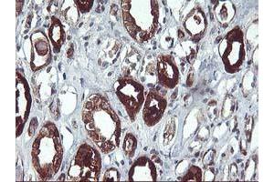 Immunohistochemical staining of paraffin-embedded Human Kidney tissue using anti-PDE1B mouse monoclonal antibody. (PDE1B anticorps)