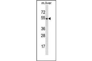 Western blot analysis of GATA3 Antibody (Center) in mouse liver tissue lysates (35ug/lane).
