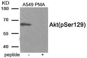 Western blot analysis of extracts from A549 cells treated with PMA using Phospho-Akt (Ser129) antibody. (AKT1 anticorps  (pSer129))