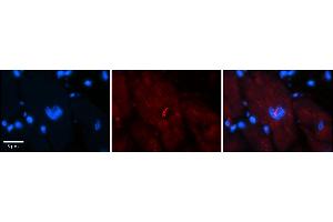 Rabbit Anti-NFATC1 Antibody    Formalin Fixed Paraffin Embedded Tissue: Human Adult heart  Observed Staining: Nuclear, Cytoplasmic Primary Antibody Concentration: 1:100 Secondary Antibody: Donkey anti-Rabbit-Cy2/3 Secondary Antibody Concentration: 1:200 Magnification: 20X Exposure Time: 0. (NFATC1 anticorps  (C-Term))
