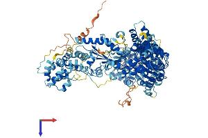 AlphaFold protein structure predicition of Human Recombinant NOD2 Protein, UniprotID Q9HC29