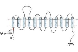Representative domain view of the target of ABIN7043739.