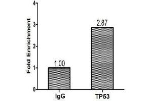 Chromatin Immunoprecipitation Hela (1.