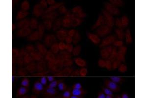 Immunofluorescence analysis of HeLa cells using CALM1 Polyclonal Antibody at dilution of 1:100 (40x lens). (Calmodulin 1 anticorps)