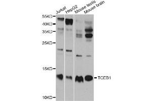 Western blot analysis of extracts of various cell lines, using TCEB1 antibody. (TCEB1 anticorps)