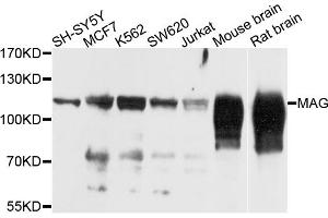 Western blot analysis of extracts of various cell lines, using MAG antibody (ABIN5974320) at 1/1000 dilution.