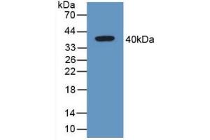 Detection of Recombinant GAL4, Mouse using Polyclonal Antibody to Galectin 4 (GAL4) (GAL4 anticorps  (AA 1-326))