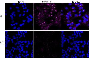 anti-Flotillin 1 (FLOT1) antibody