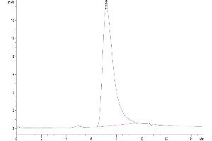 The purity of Human Sirpa V8 is greater than 95 % as determined by SEC-HPLC. (SIRP AlphaV8 (AA 31-369) protein (His-Avi Tag))