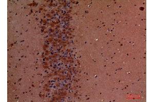 Immunohistochemistry (IHC) analysis of paraffin-embedded Mouse Brain, antibody was diluted at 1:100.
