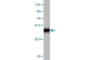 Western Blot detection against Immunogen (36.