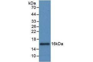 Detection of Recombinant IL8, Canine using Monoclonal Antibody to Interleukin 8 (IL8)
