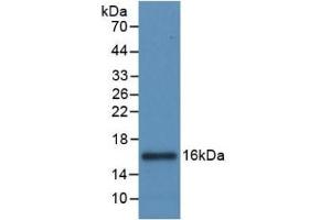 Detection of Recombinant IL8, Canine using Monoclonal Antibody to Interleukin 8 (IL8) (IL-8 anticorps  (AA 23-101))
