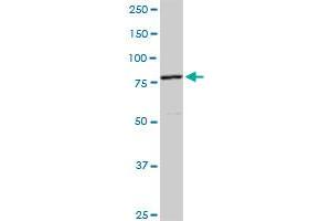CUL4A MaxPab rabbit polyclonal antibody.