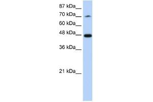 SF3B4 antibody used at 1. (SF3B4 anticorps  (N-Term))