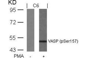 Western blot analysis of extracts from C6 cells untreated or treated with PMA using VASP(Phospho-Ser157) Antibody. (VASP anticorps  (pSer157))