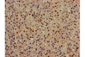 Immunohistochemistry of paraffin-embedded human adrenal gland tissue using ABIN7154324 at dilution of 1:100 (Golgin A3 anticorps  (AA 217-405))