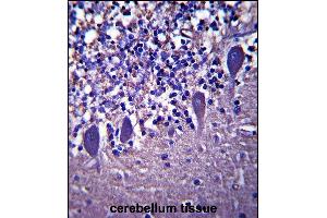 LRRC8B Antibody (N-term ) (ABIN657899 and ABIN2846850) immunohistochemistry analysis in formalin fixed and paraffin embedded human cerebellum tissue followed by peroxidase conjugation of the secondary antibody and DAB staining.