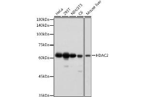 Western blot analysis of extracts of various cell lines, using HD antibody (ABIN7267708) at 1:1000 dilution. (HDAC2 anticorps)