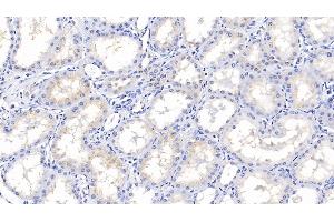 Detection of IGFBP2 in Porcine Kidney Tissue using Polyclonal Antibody to Insulin Like Growth Factor Binding Protein 2 (IGFBP2)