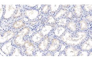 Detection of IGFBP2 in Porcine Kidney Tissue using Polyclonal Antibody to Insulin Like Growth Factor Binding Protein 2 (IGFBP2) (IGFBP2 anticorps  (AA 30-316))