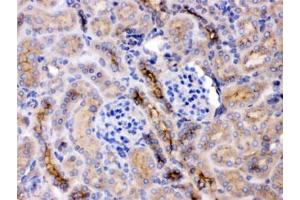 IHC testing of FFPE mouse kidney with GNB1 antibody at 1ug/ml. (GNB1 anticorps  (AA 2-42))