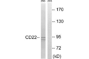 Western blot analysis of extracts from 293 cells, treated with Ca2+ (40nM, 40mins), using BL-CAM (Ab-807) antibody. (CD22 anticorps  (Tyr807))