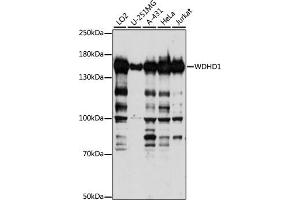 Western blot analysis of extracts of various cell lines, using WDHD1 antibody (ABIN7271351) at 1:1000 dilution. (WDHD1 anticorps  (AA 830-1129))