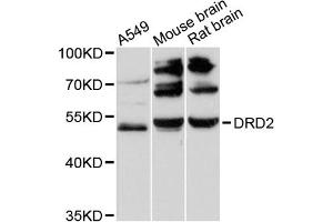 Western blot analysis of extracts of various cell lines, using DRD2 antibody (ABIN6291487) at 1:3000 dilution. (Dopamine d2 Receptor anticorps)