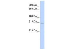 Image no. 1 for anti-Yip1 Interacting Factor Homolog B (YIF1B) (AA 144-193) antibody (ABIN6740915) (YIF1B anticorps  (AA 144-193))