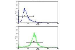 Flow cytometric analysis of 293 cells using IDH antibody (bottom histogram) compared to a negative control (top histogram). (IDH1 anticorps  (AA 63-90))