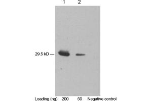 Lane 1-2: 200 ng, 50 ng purified rHuIP10 Primary antibody: 1 µg/mL Mouse Anti-IP-10 Monoclonal Antibody (ABIN398391) Secondary antibody: Goat Anti-Mouse IgG (H&L) [HRP] Polyclonal Antibody (ABIN398387, 1: 10,000) The signal was developed with LumiSensorTM HRP Substrate Kit (ABIN769939)
