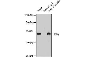 Immunoprecipitation analysis of 200 μg extracts of  cells using 3 μg IKKγ antibody (ABIN6130478, ABIN6142284, ABIN6142286 and ABIN7101404). (IKBKG anticorps  (AA 1-419))