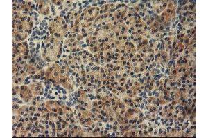 Immunohistochemical staining of paraffin-embedded Human pancreas tissue using anti-TBC1D21 mouse monoclonal antibody. (TBC1D21 anticorps)