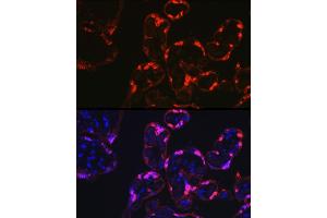 Immunofluorescence analysis of human placenta cells using S100P Rabbit pAb (ABIN7270133) at dilution of 1:100 (40x lens).