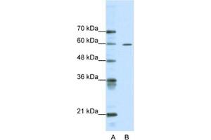 Western Blotting (WB) image for anti-AT Rich Interactive Domain 3A (BRIGHT-Like) (ARID3A) antibody (ABIN2460596) (ARID3A anticorps)
