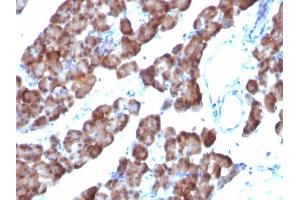 Formalin-fixed, paraffin-embedded Rat Pancreas stained with ODC1 Mouse Monoclonal Antibody (ODC1/485).