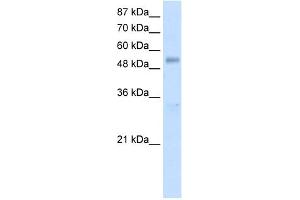 WB Suggested Anti-DDX19B Antibody Titration:  1. (DDX19B anticorps  (N-Term))