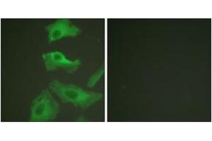 Immunofluorescence analysis of HeLa cells, using HSP90B (Ab-254) Antibody.