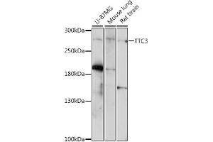 Western blot analysis of extracts of various cell lines, using TTC3 antibody (ABIN7270791) at 1:1000 dilution. (TTC3 anticorps  (AA 1400-1700))