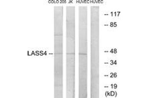 Western blot analysis of extracts from HuvEc/COLO/Jurkat cells, using LASS4 Antibody. (LASS4 anticorps  (AA 41-90))