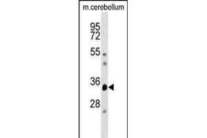 DUSP12 Antibody (Center) (ABIN1537912 and ABIN2848573) western blot analysis in mouse cerebellum tissue lysates (35 μg/lane). (DUSP12 anticorps  (AA 162-191))