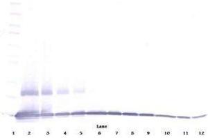 Image no. 1 for anti-Chemokine (C-C Motif) Ligand 9 (Ccl9) antibody (ABIN465415) (CCL9 anticorps)