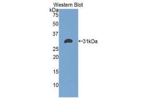 Western Blotting (WB) image for anti-Electron-Transfer-Flavoprotein, alpha Polypeptide (ETFA) (AA 34-295) antibody (ABIN1858743) (ETFA anticorps  (AA 34-295))