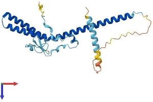 AlphaFold protein structure predicition of Human Recombinant MED7 Protein, UniprotID O43513