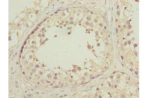 Immunohistochemistry of paraffin-embedded human testis tissue using ABIN7150502 at dilution of 1:100