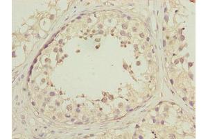 Immunohistochemistry of paraffin-embedded human testis tissue using ABIN7150502 at dilution of 1:100 (DNAJB1 anticorps  (AA 1-340))
