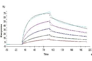 Cynomolgus/Rhesus macaque FcRn, His Tag captured on CM5 Chip via Anti-His Antibody can bind Anti-HER2 Antibody with an affinity constant of 5.